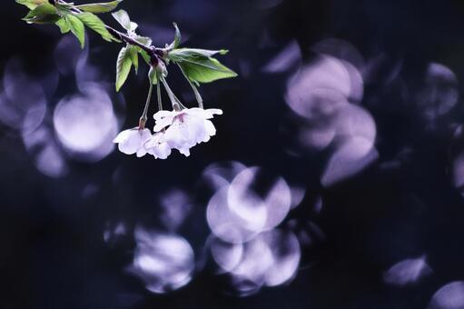 Beautiful cherry blossoms that stand out against a black background, JPG Beautiful cherry blossoms that stand out against a black background, JPG