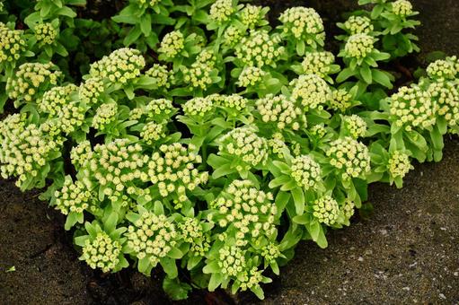 蕗の薹の花 蕗の薹の花 蕗の薹,花,植物の写真素材