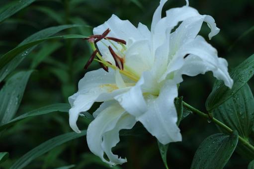 A flower that symbolizes chastity, JPG A flower that symbolizes chastity, lírios, lírio, flor, JPG