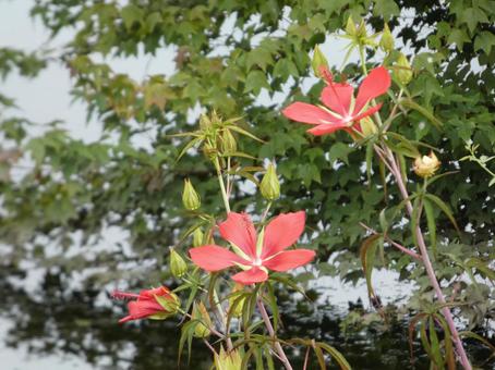 湖畔に咲くモミジアオイ 湖畔に咲くモミジアオイ 自然,草花,花壇の写真素材
