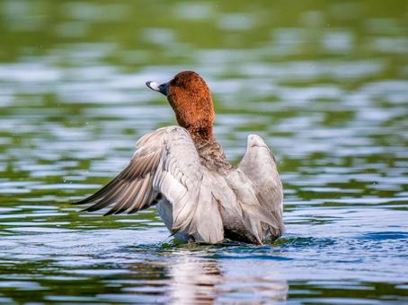 池で羽ばたくホシハジロ・カモ・鴨 ホシハジロ,鴨,野鳥の写真素材