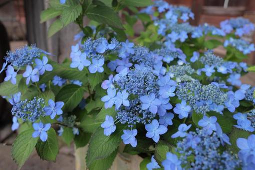 鉢植えの紫陽花 鉢植えの紫陽花の写真