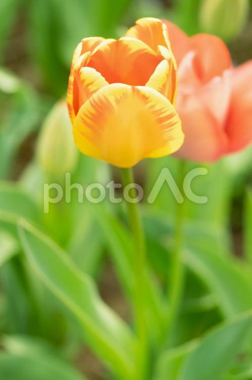 色とりどりのチューリップのお花畑 チューリップ,花,自然の写真素材