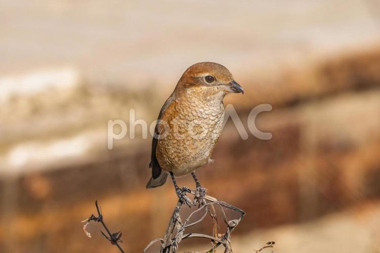 枝にとまるモズ・百舌鳥 モズ,百舌鳥,野鳥の写真素材
