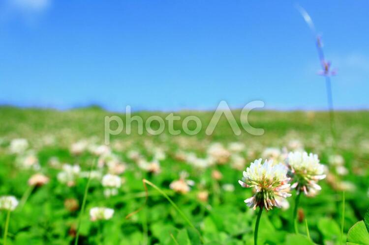 青空とシロツメクサの群生 お花畑,シロツメクサ,原っぱの写真素材