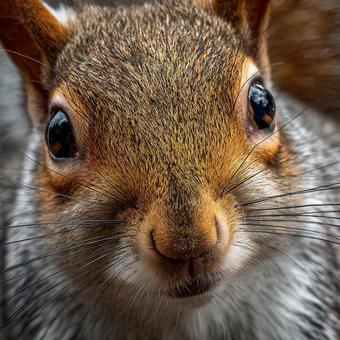 リスの顔と目の極端なクローズアップ リスの顔と目の極端なクローズアップの写真