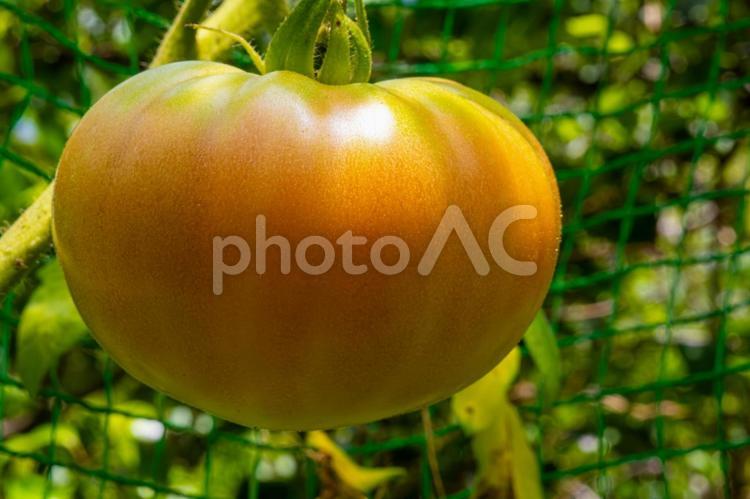熟れる前のトマト トマト,初夏,秋の実りの写真素材