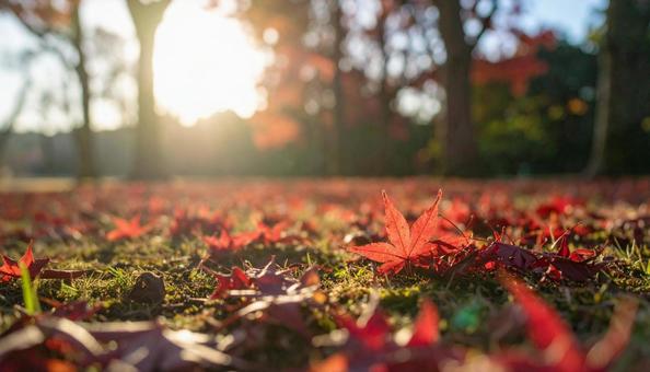 落葉した赤い紅葉いっぱいの地面 落葉した赤い紅葉いっぱいの地面の写真