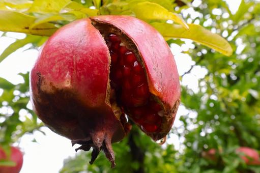 秋に収穫をむかえるザクロ(柘榴)の実 2 秋に収穫をむかえるザクロ(柘榴)の実 2 柘榴,ザクロ,実の写真素材