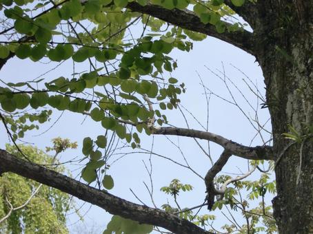 カツラの木-2 カツラの木-2 カツラの木,幹,葉の写真素材