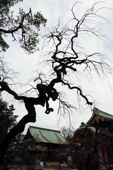 北野天神で見た桜の樹 北野天神で見た桜の樹の写真