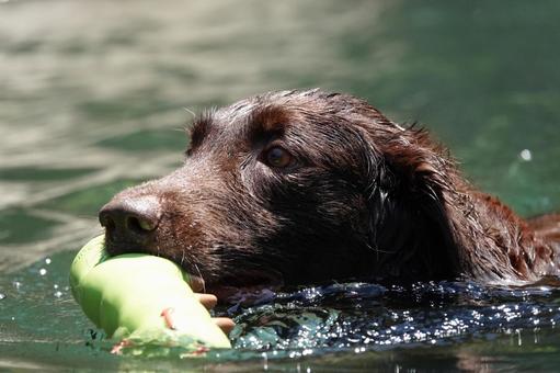 涼を求めて 涼を求めて 犬,大型犬,レトリーバーの写真素材