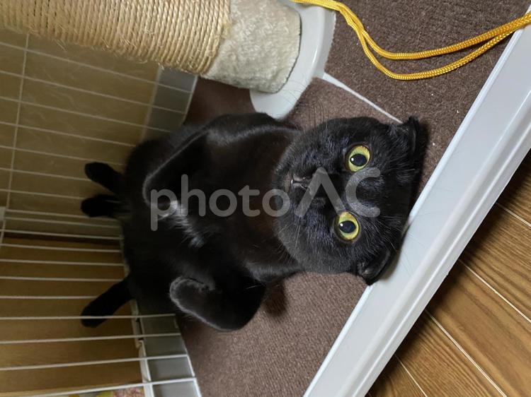 うちの子りりん うちの子,癒やし,ねこの写真素材