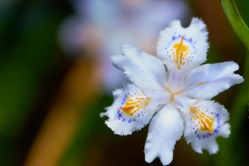 暗い背景のシャガの花のアップ 暗い背景のシャガの花のアップ シャガ,花,アップの写真素材