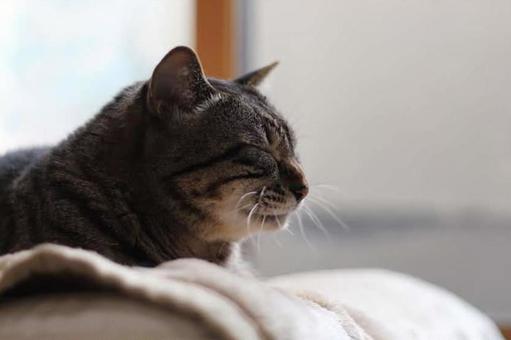 眠たい 眠たいの写真