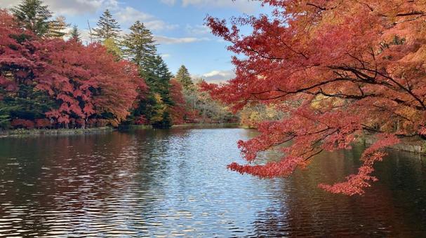雲場池の秋 雲場池,黄葉,軽井沢の写真素材
