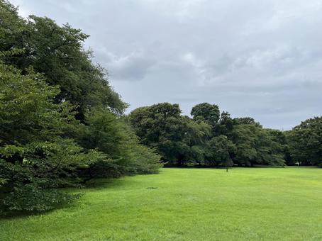 雨上がりの公園 雨上がり,砧公園,風景の写真素材