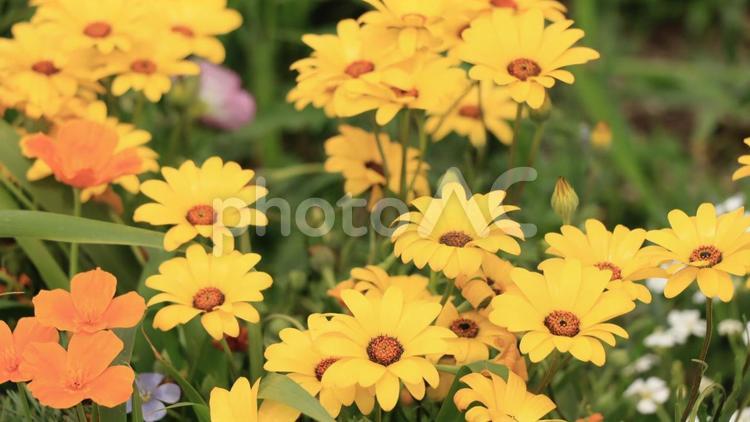 ガーベラ お花畑,花,ガーベラの写真素材