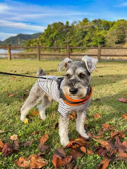 公園で遊ぶワンコ 犬,ドッグラン,ミニチュアシュナウザーの写真素材
