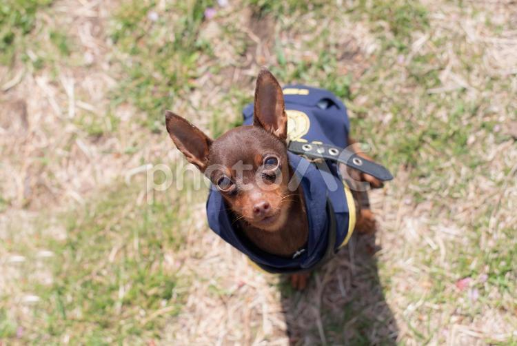 芝生の上で見上げる犬 ミニチュアピンシャー,ミニチュア・ピンシャー,ミニピンの写真素材