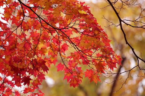 紅葉の枝2 秋,屋外,紅葉の写真素材