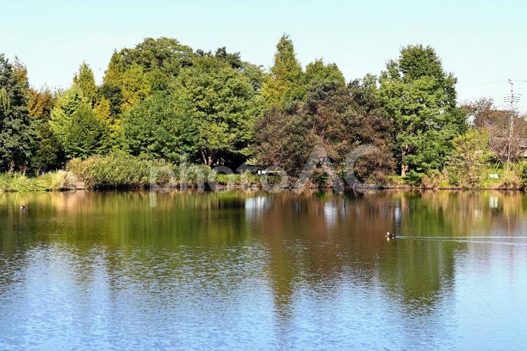 公園の池 川,水,風景の写真素材