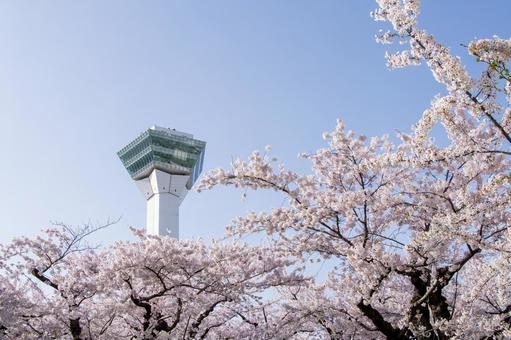 満開の桜と五稜郭タワー 満開の桜と五稜郭タワーの写真