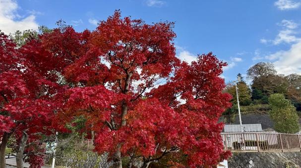 紅葉木 三保ダム,丹沢湖,紅葉の写真素材