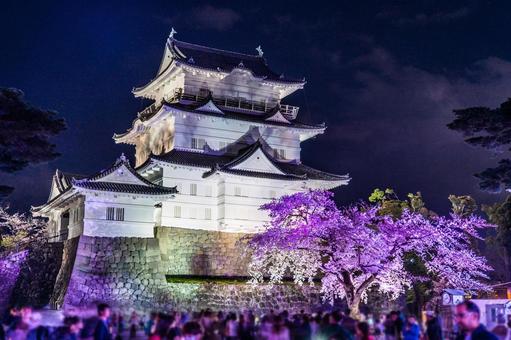 小田原城と夜桜 小田原城と夜桜 桜,夜,小田原城の写真素材