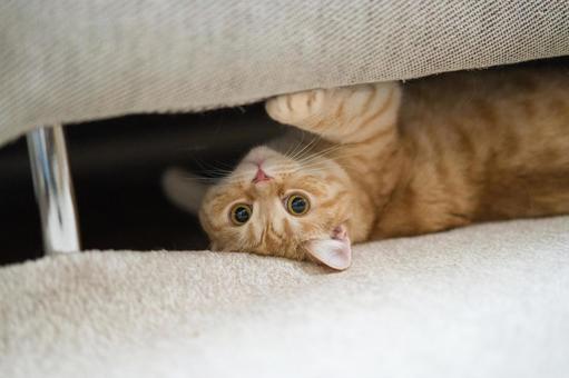 茶トラ猫 茶トラ猫 猫,茶トラ,ねこの写真素材