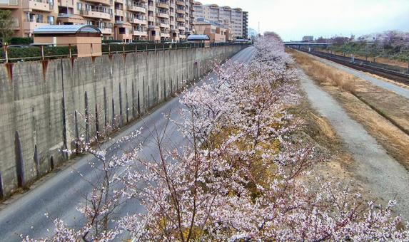 桜の季節-16 桜の季節-16の写真