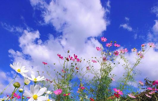 Autumn cosmos flowers and sky clouds, JPG