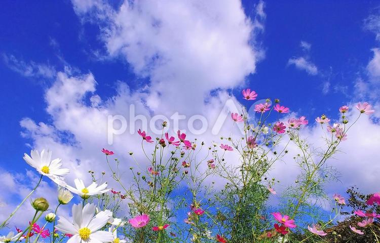 秋のコスモスの花と空雲 コスモス,秋,花の写真素材