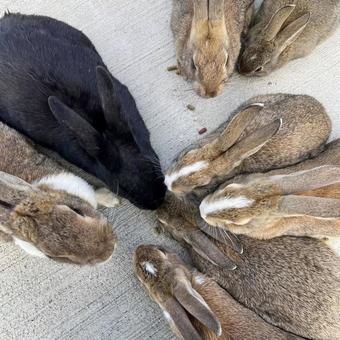 rabbit, JPG