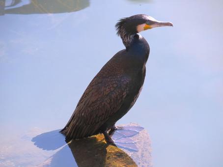 カワウ カワウの写真