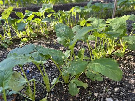 野菜づくりの畑 野菜づくり,畑,蕪の写真素材