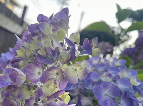 Hydrangea 3, JPG Hydrangea 3, JPG