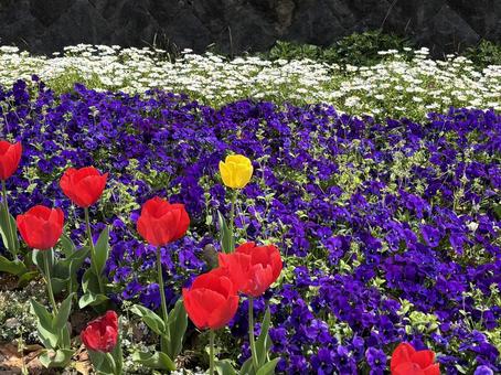 Spring flowers, JPG Spring flowers, JPG