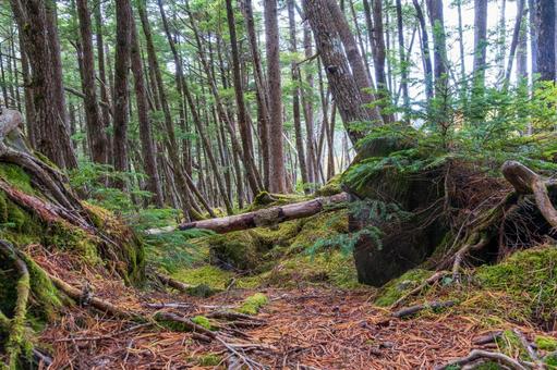 八ヶ岳白駒池 もののけの森 八ヶ岳白駒池 もののけの森 日本,長野県,南佐久郡の写真素材