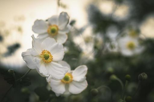 シュウメイギクの花 シュウメイギク,アネモネ,花の写真素材