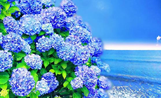 ブルー系紫陽花と青い海 ブルー系紫陽花と青い海 紫陽花,あじさい,花の写真素材
