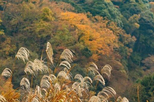 紅葉 紅葉,養老渓谷,筒森もみじ谷の写真素材
