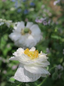 ポピー ポピー ポピー,花,5月の写真素材
