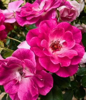 バラ　薔薇の写真