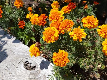 マリーゴールド・その3 マリーゴールド・その3 マリーゴールド,花,花畑の写真素材