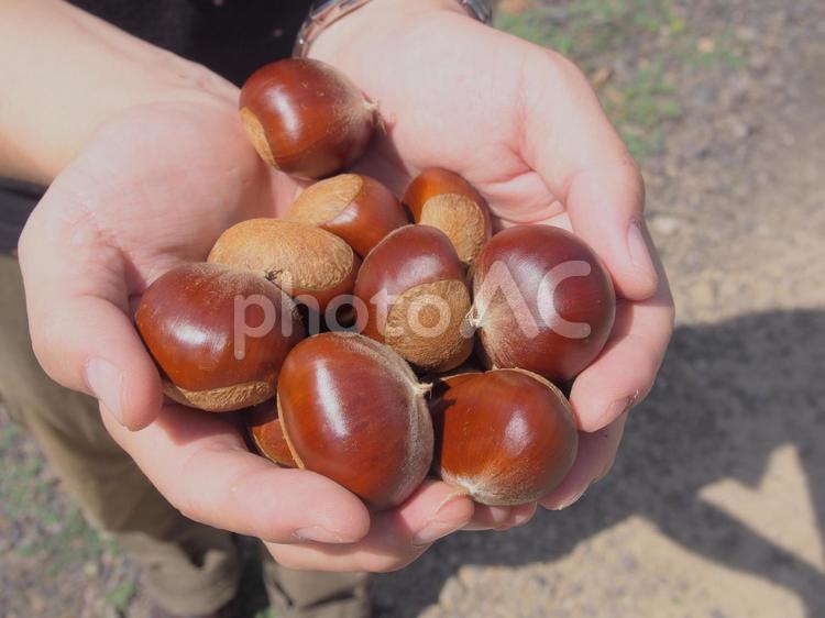 栗の実 栗,栗の実,くりの写真素材