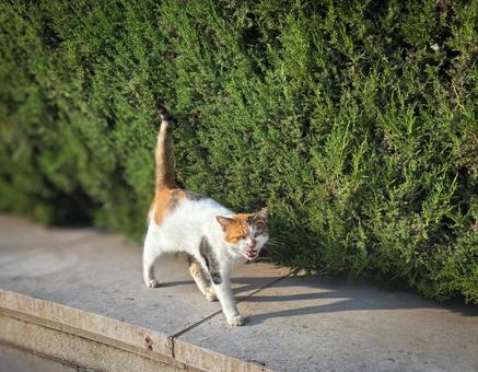 植え込みのそばを歩く三毛猫の表情 植え込みのそばを歩く三毛猫の表情 猫,ネコ,三毛猫の写真素材