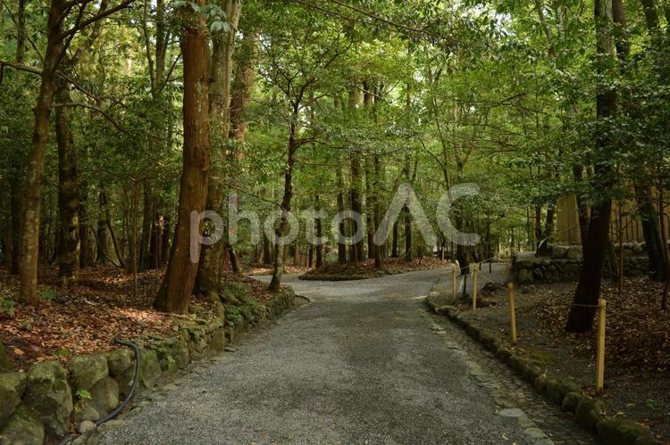 ファンタジーっぽい森 森,木,ファンタジーの写真素材