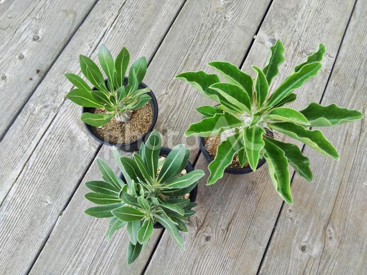 塊根植物　パキポディウム パキポディウム,塊根植物,多肉植物の写真素材