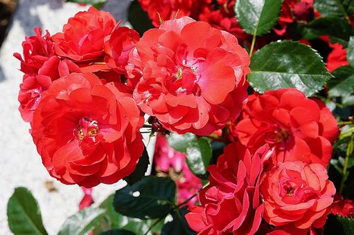 荒牧バラ園565　ツベルゲンフェー’09 兵庫県,荒牧バラ園,バラの写真素材